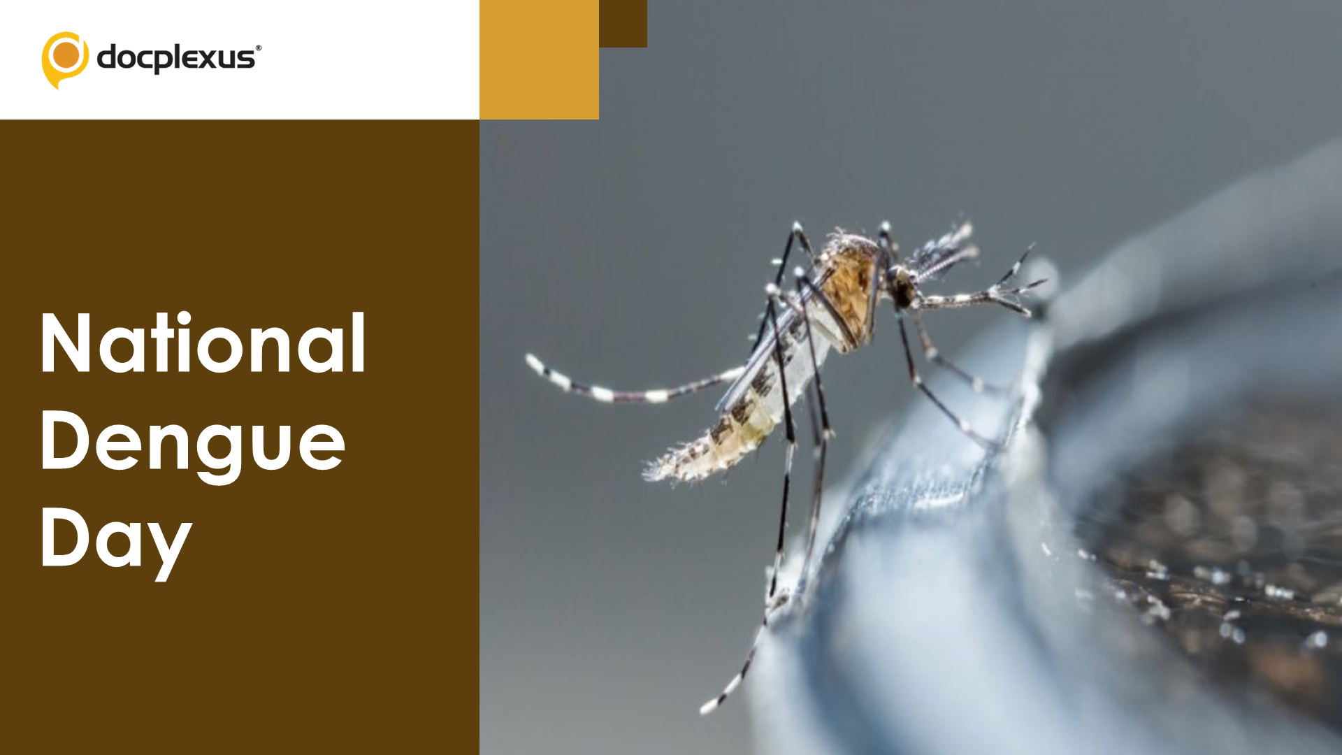 National Dengue Day: Managing Dengue During the COVID-19 Pandemic