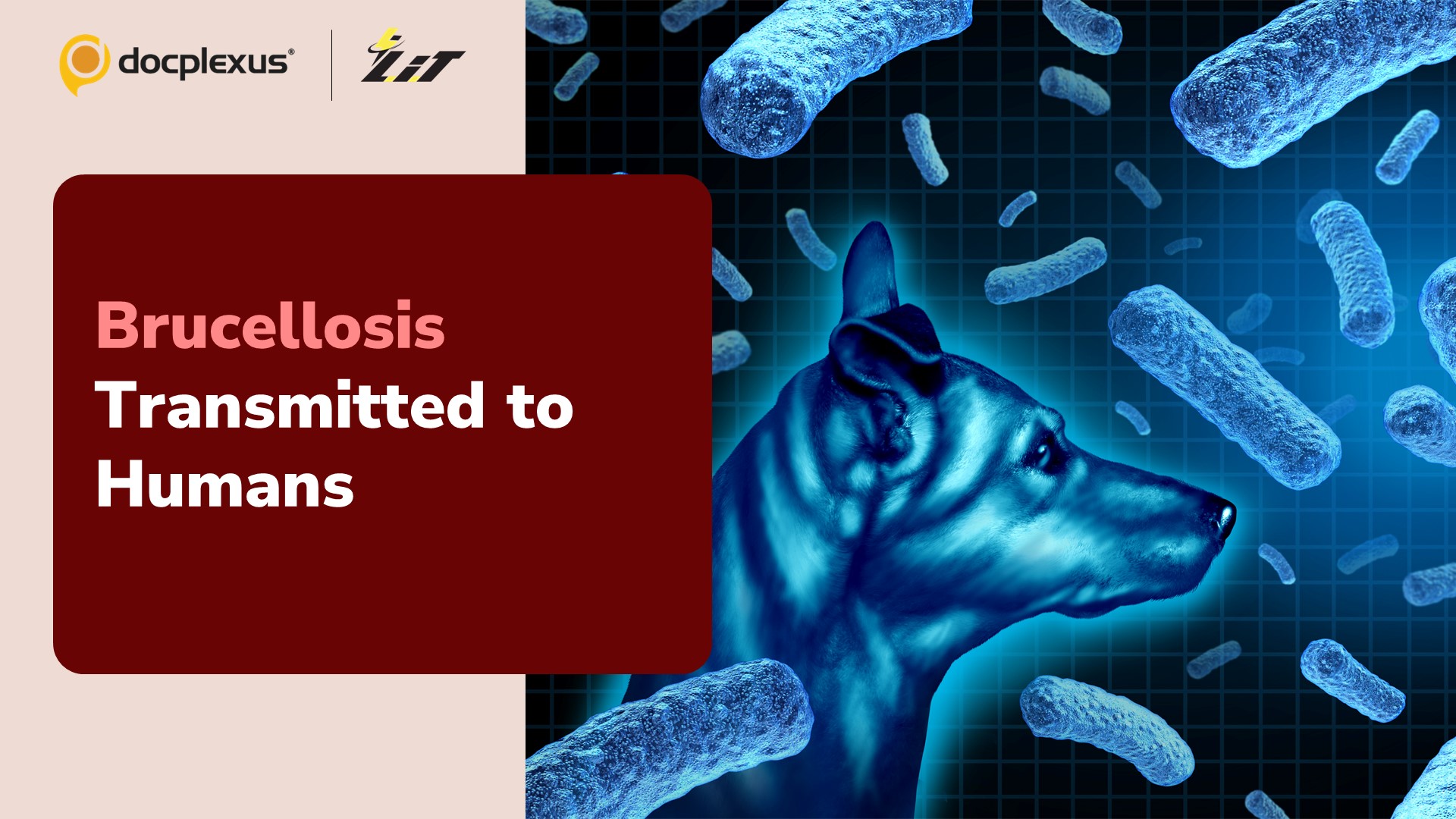 Dog-to-human Transmission of Brucellosis in the UK