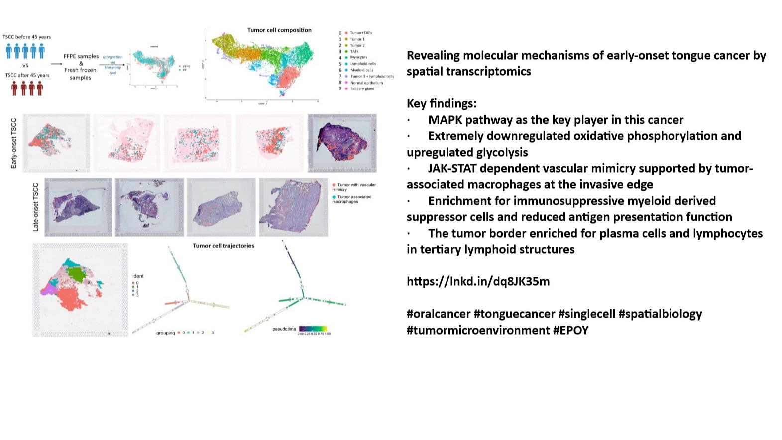 Uncovering Early-Onset Tongue Cancer Mechanisms with Spatial Transcriptomics