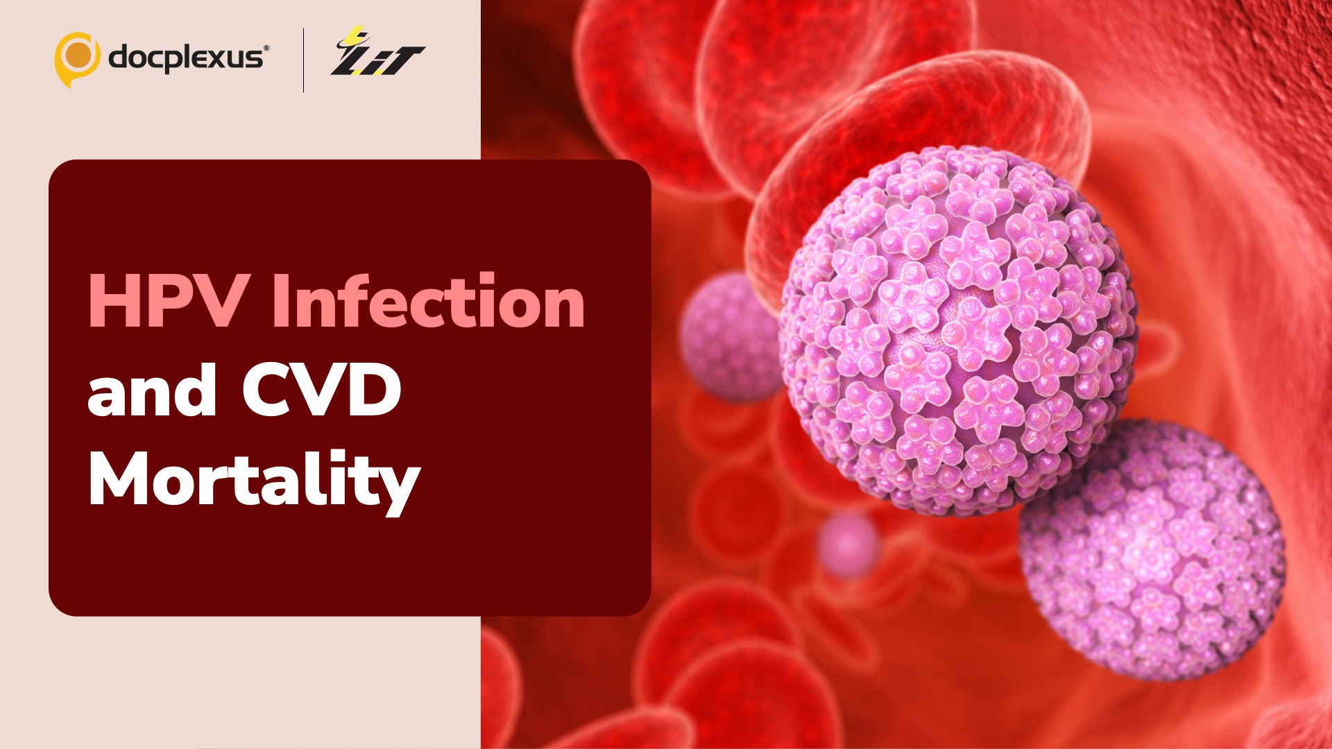 Can HPV Infection Lead to CVD Mortality?