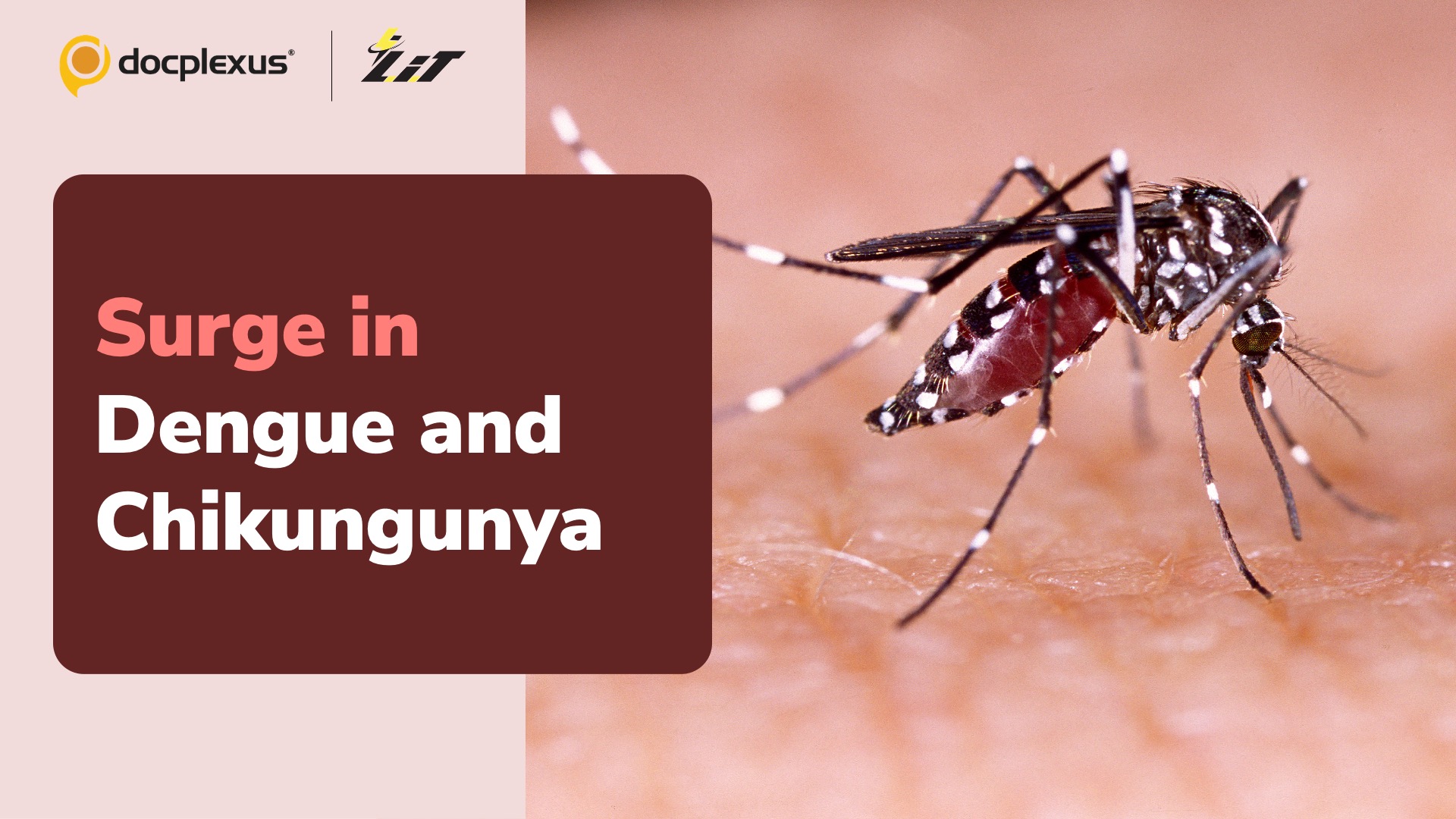 Surge in Dengue and Chikungunya Cases in Karnataka and Nagpur