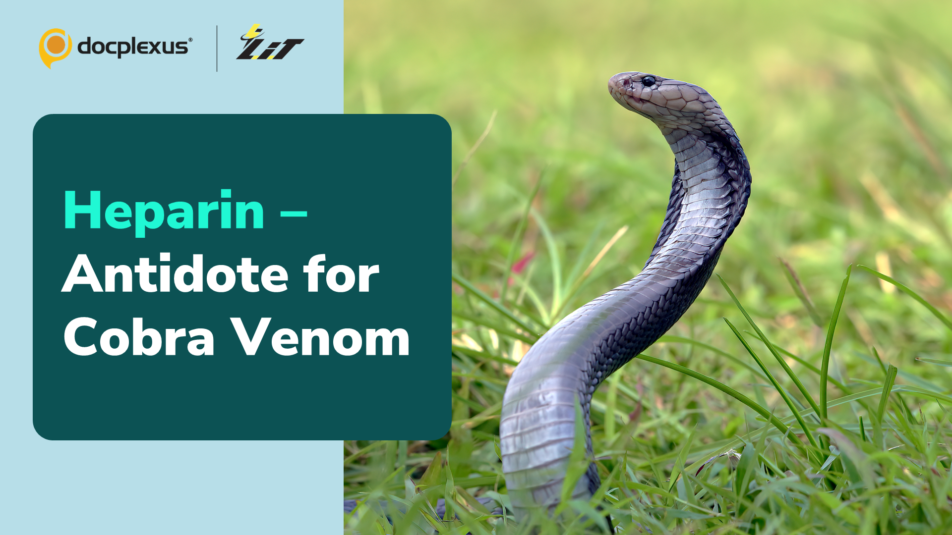 Blood Thinner Neutralizes Cobra Venom's Deadly Effects