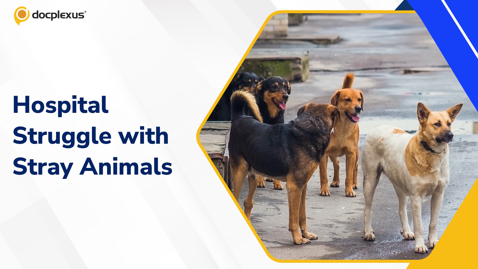 Bengaluru Doctors Raise Concerns Over Stray Dogs and Monkeys in Hospital