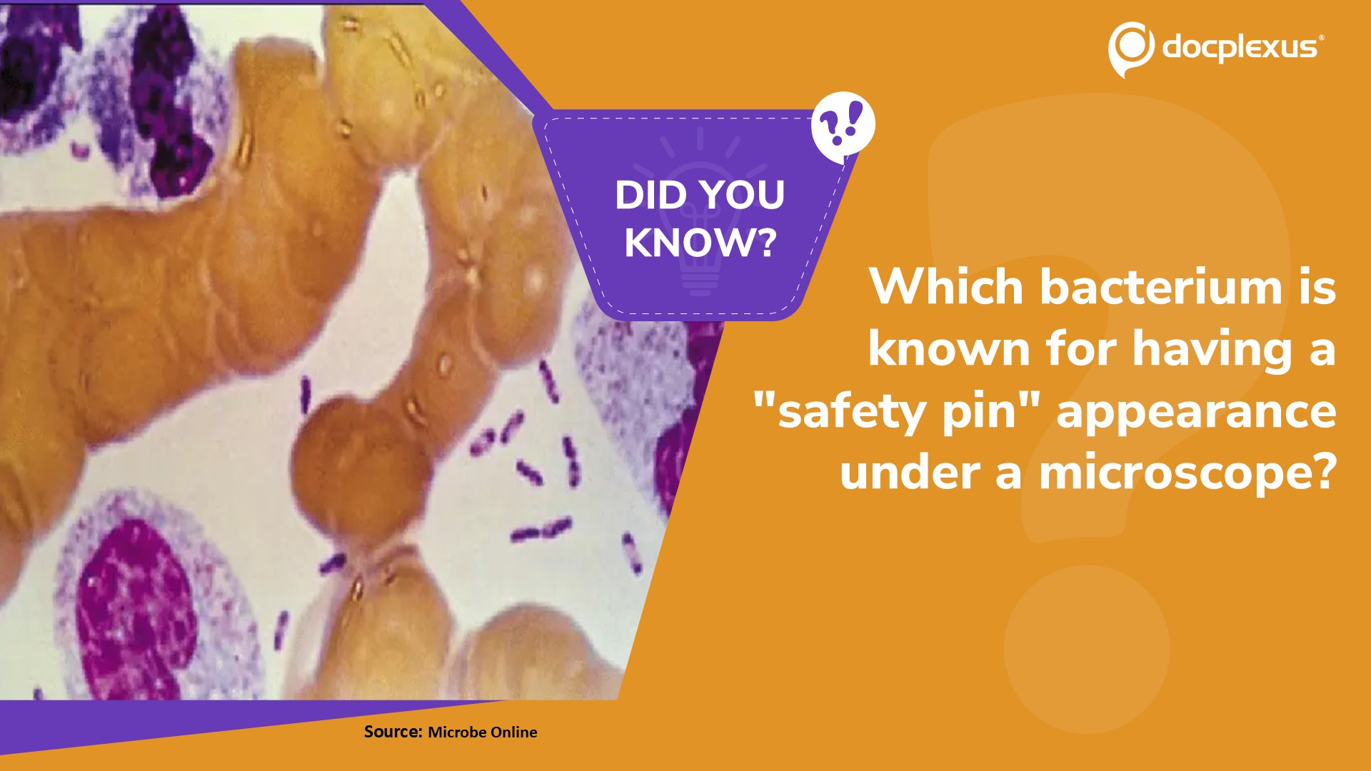 Identify the Bacterium with a “Safety Pin” Appearance on Microscopy