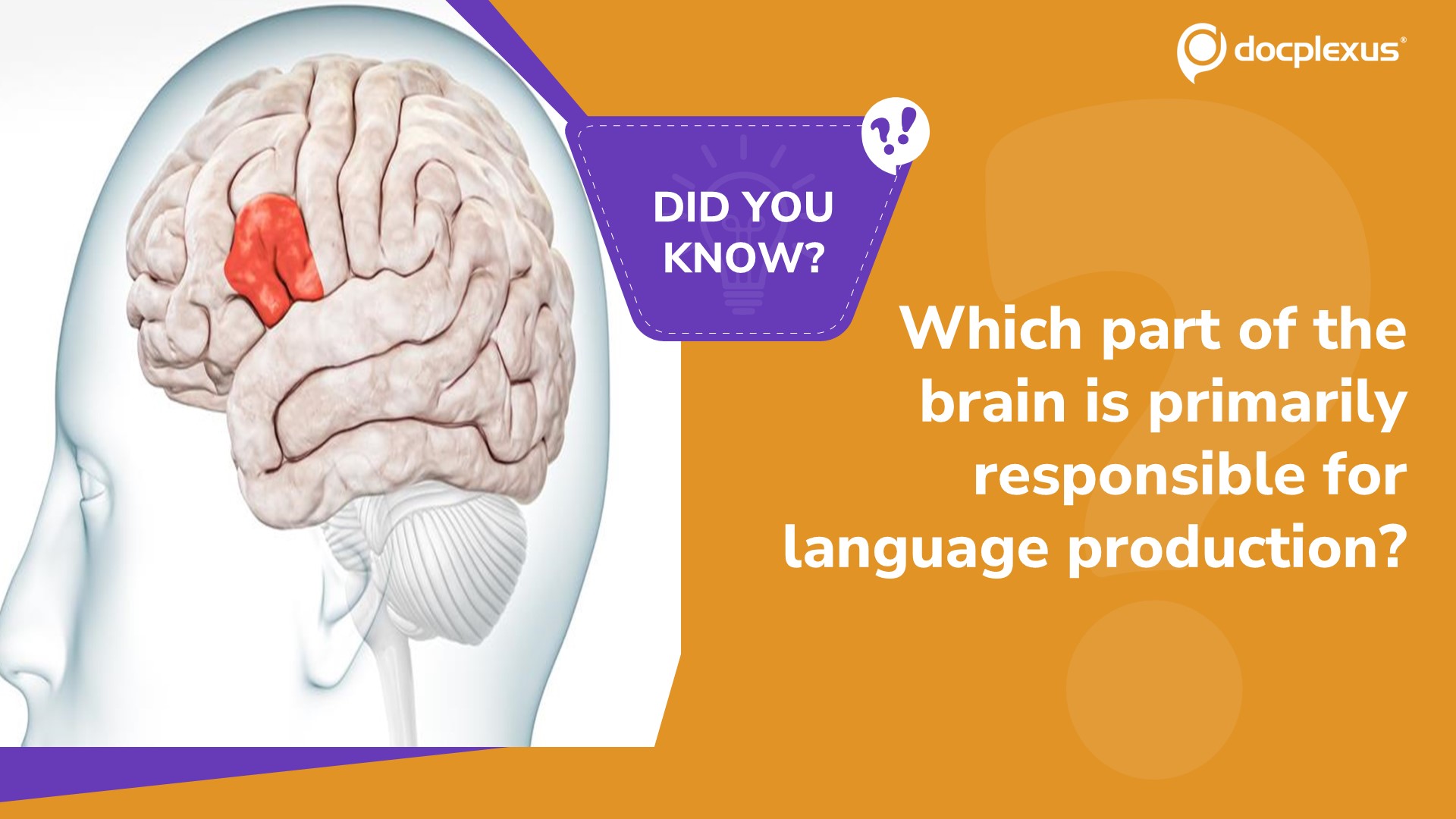 Identify the Brain Region Crucial for Speech Production