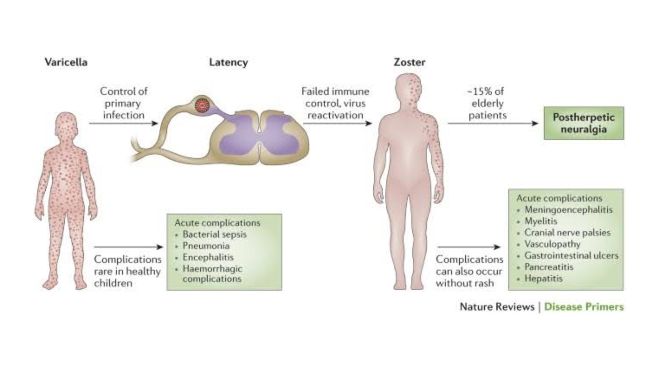 The Varicella -Zoster Virus:Some interesting facts.