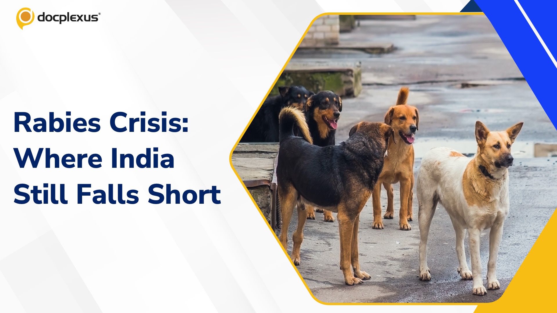 Rabies in India: A Preventable Tragedy That Still Persists
