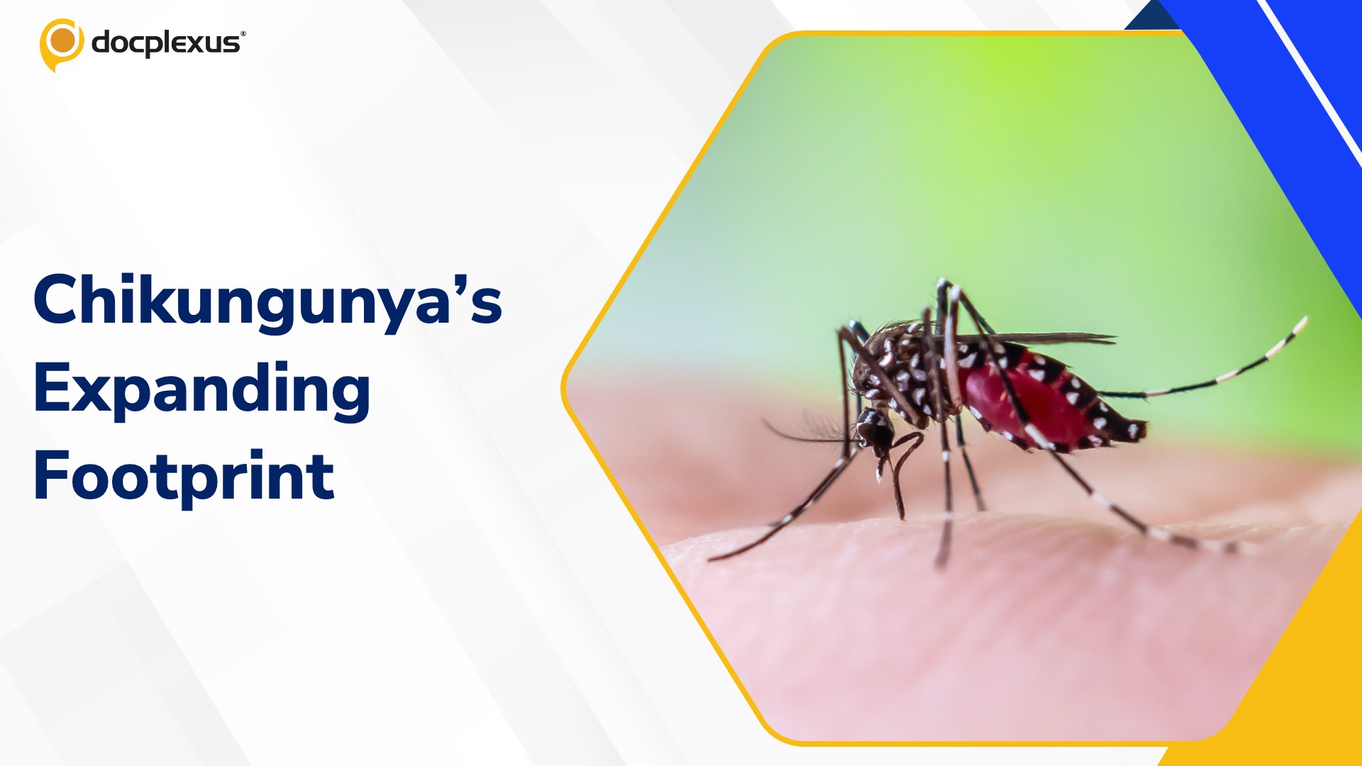 India Faces the Heaviest Long-Term Burden of Chikungunya