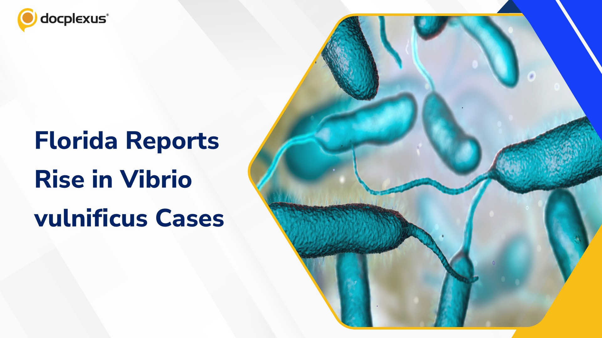 Florida Reports 12 Vibrio vulnificus Cases and One Death in 2026