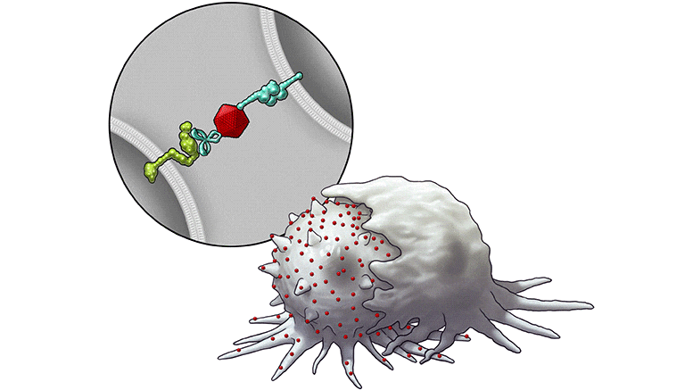Immuno-radiotherapy – A Unique Treatment of Cancer